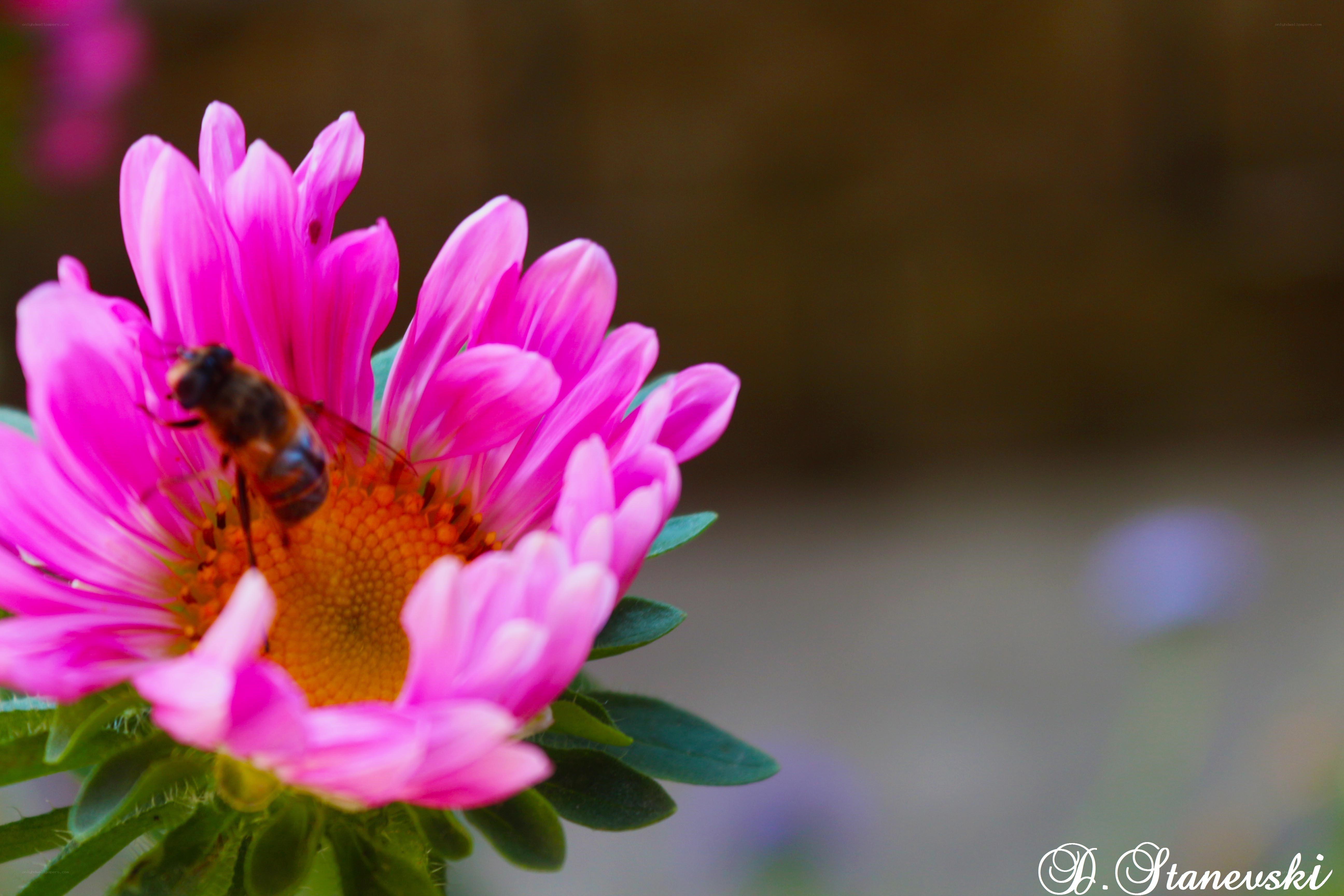 bee on pink flower