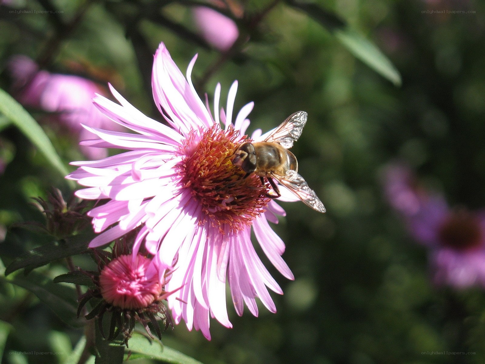 bee on pink flower