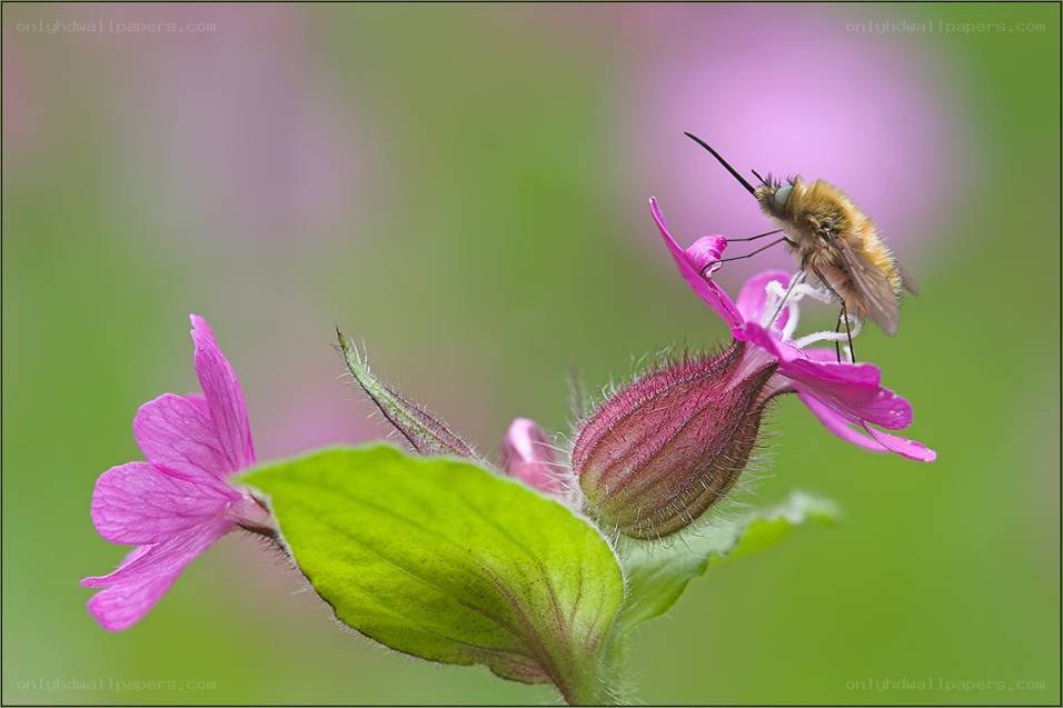 bee on pink flower