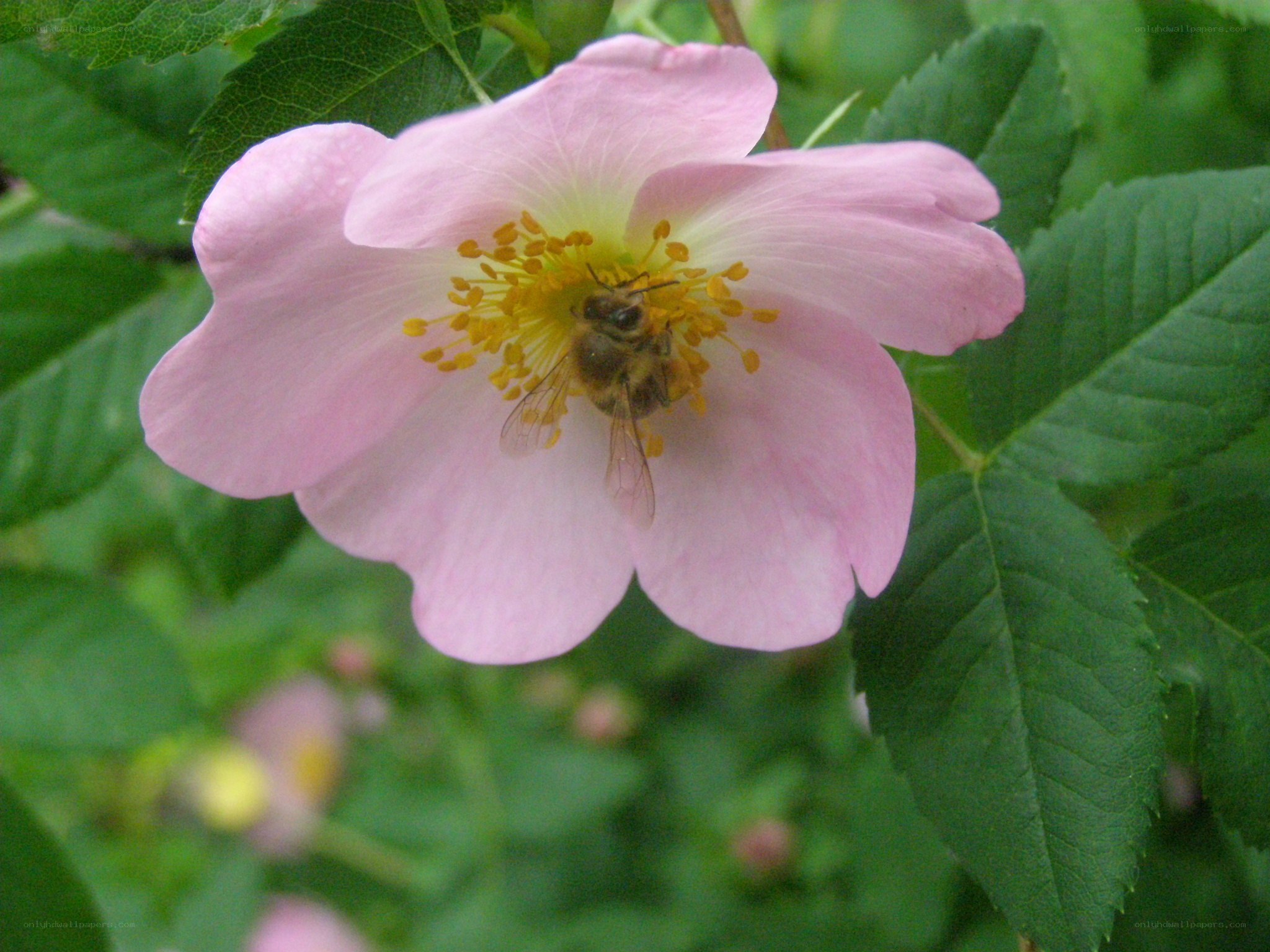 bee on pink flower