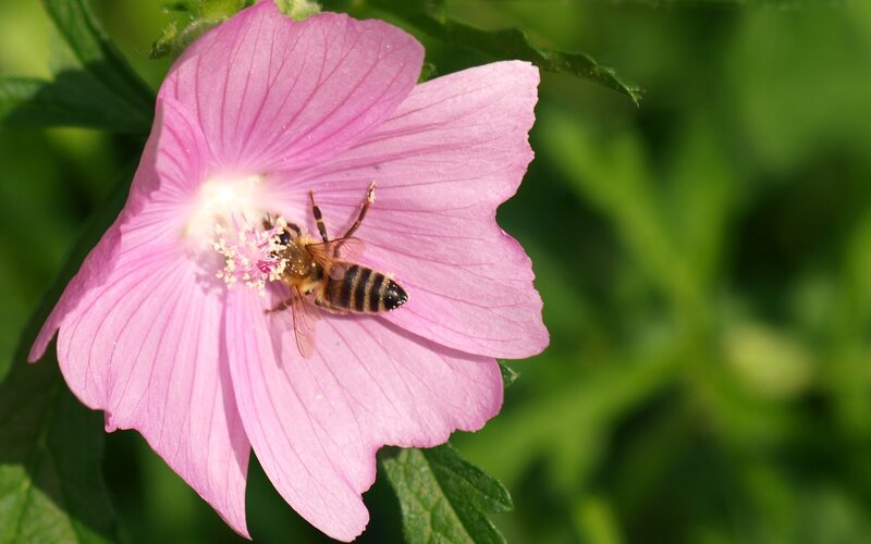bee on pink flower