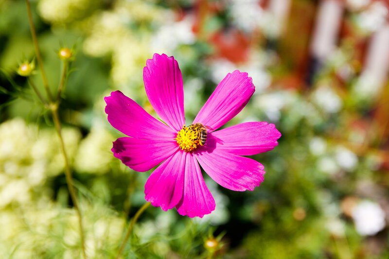 Bee on Pink Flower — Calm, Afternoon, Photograph, Garden