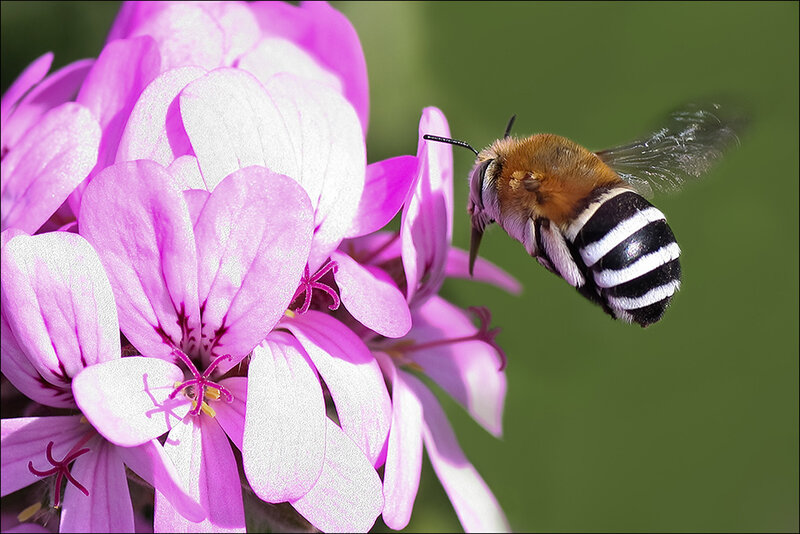 Bee on Pink Flower — Calm, Afternoon, Photograph, Green Background