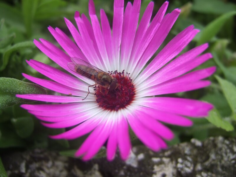 Bee on Pink Flower — Calm, Afternoon, Photograph, Insect, Leaves