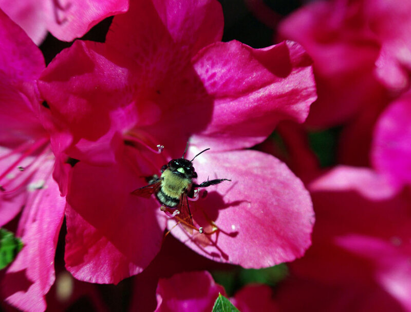 Bee on Pink Flower — Calm, Afternoon, Photograph, Insect, Petal