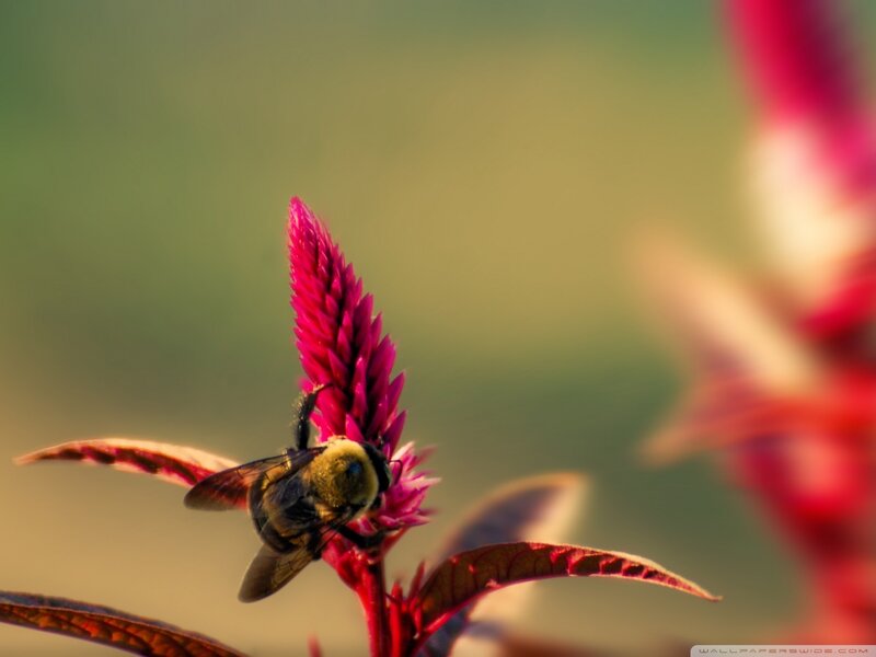 Bee on Pink Flower — Calm, Afternoon, Photograph, Leaf, Insect