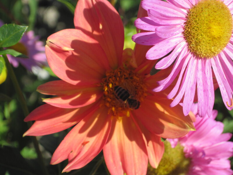 Bee on Pink Flower — Calm, Afternoon, Photograph, Leaf