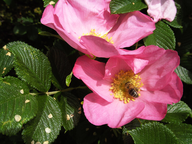 Bee on Pink Flower — Calm, Afternoon, Photograph, Leaves