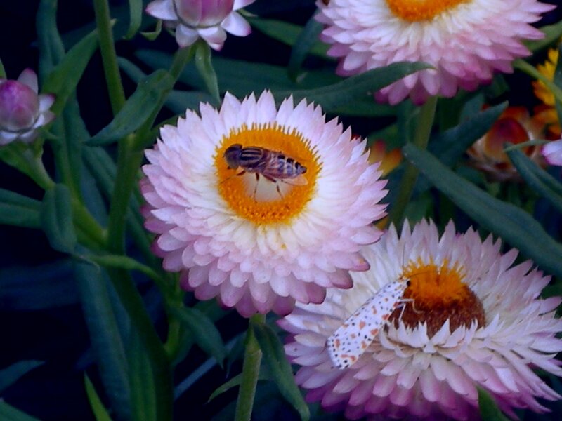 Bee on Pink Flower — Calm, Afternoon, Photograph, Moth