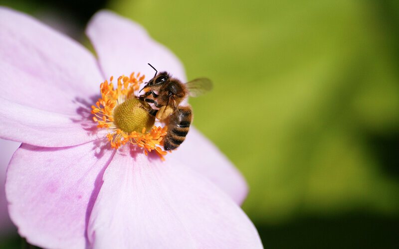 Bee on Pink Flower — Calm, Afternoon, Photograph, Pollen, Green