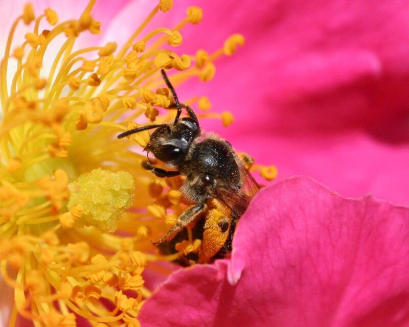 Bee on Pink Flower — Calm, Afternoon, Photograph, Pollen, Petal