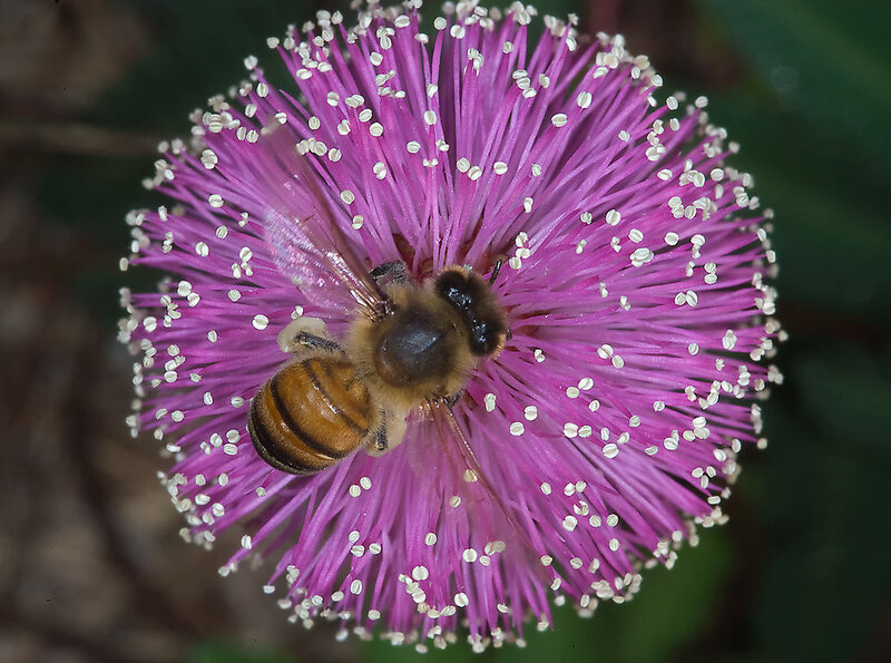 Bee on Pink Flower — Calm, Afternoon, Photograph