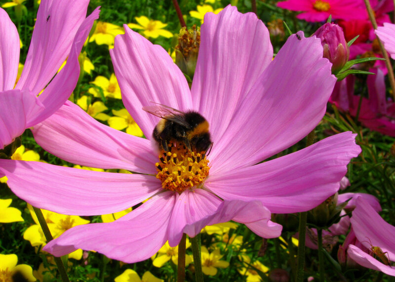 Bee on Pink Flower — Calm, Afternoon, Photograph, Yellow Flowers