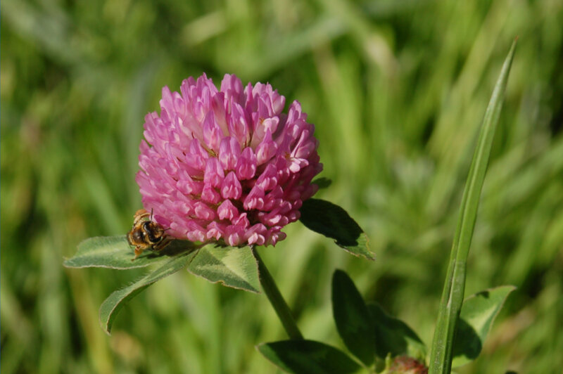 Bee on Pink Flower — Calm, Afternoon