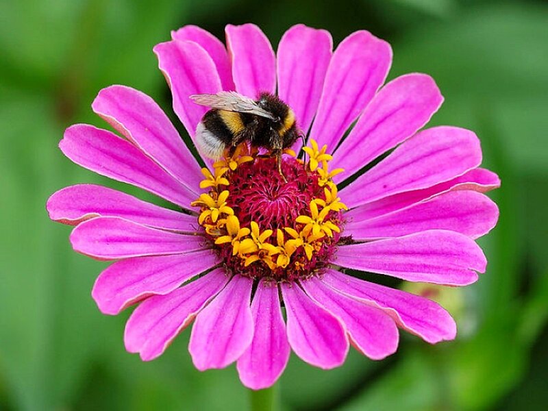 Bee on Pink Flower — Calm, Daytime
