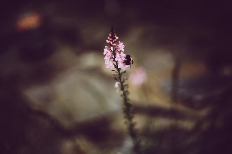 Bee on Pink Flower — Calm, Photograph, Insect, Blurred Background