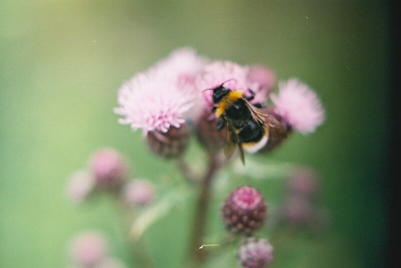 Bee on Pink Flower — Calm, Photograph, Insect, Greenery