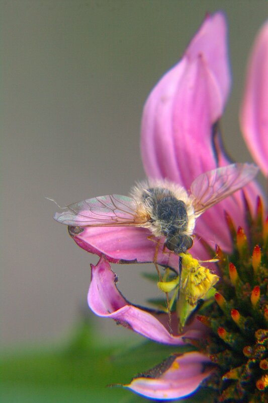 Bee on Pink Flower — Calm, Photograph, Insect, Petal, Yellow