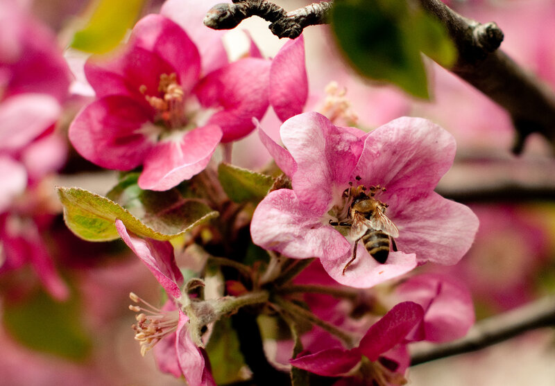 Bee on Pink Flower — Calm, Spring, Photograph, Branch, Leaf