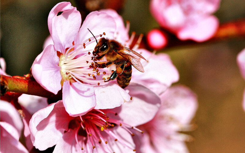 Bee on Pink Flower — Calm, Spring, Photograph, Branch