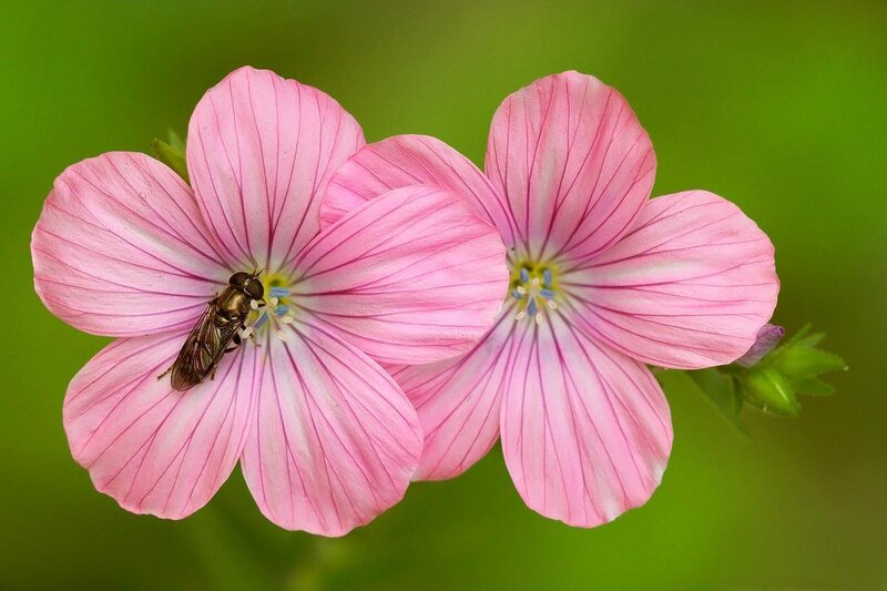 Bee on Pink Flower — Calm, Spring, Photograph, Green Background