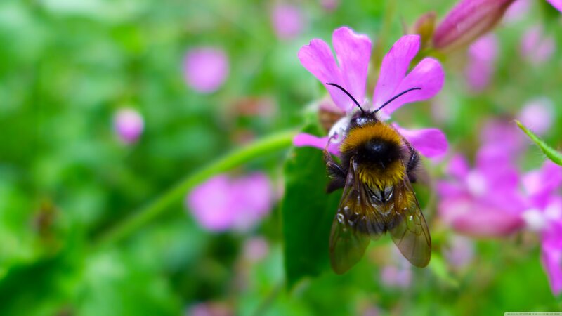 Bee on Pink Flower — Calm, Spring, Photograph, Green Leaves, Insect