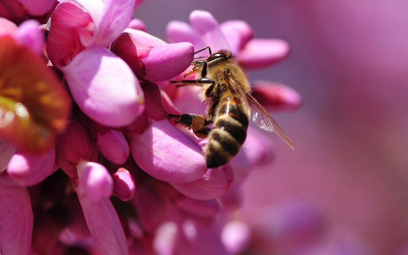Bee on Pink Flower — Calm, Spring, Photograph, Insect