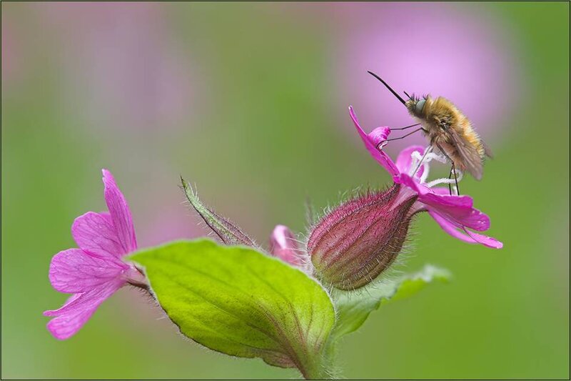 Bee on Pink Flower — Calm, Spring, Photograph, Leaf, Insect, Green
