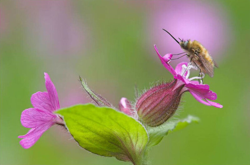 Bee on Pink Flower — Calm, Spring, Photograph, Leaf, Insect