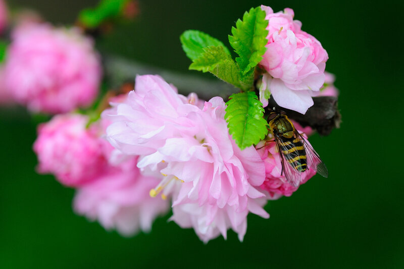 Bee on Pink Flower — Calm, Spring, Photograph, Leaf