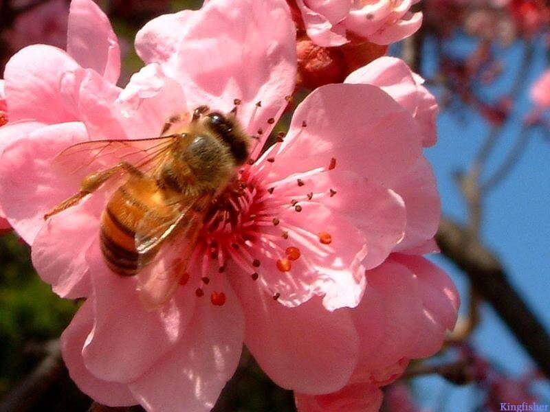 Bee on Pink Flower — Calm, Spring, Photograph, Sky