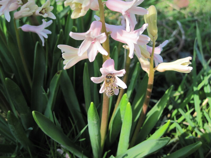 Bee on Pink Flower — Calm, Spring, Photograph