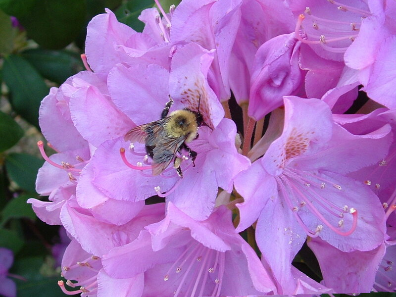 Bee on Pink Flower — Calm, Spring