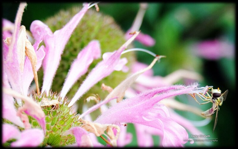 Bee on Pink Flower — Calm, Summer, Photograph, Greenery