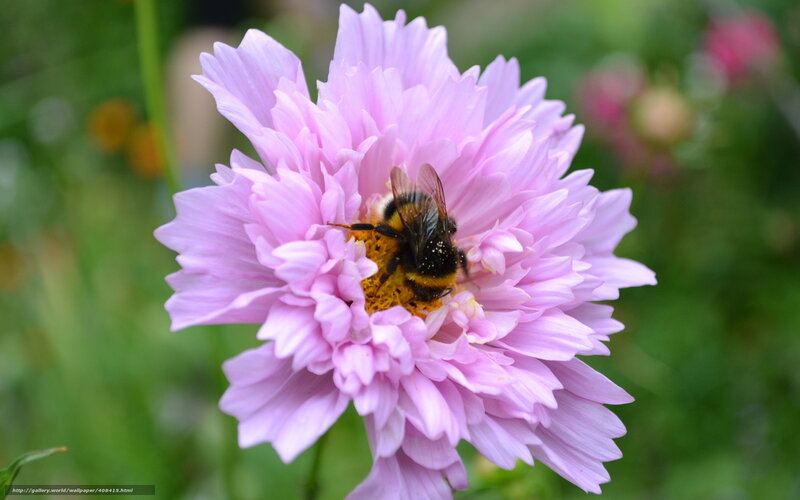 Bee on Pink Flower — Calm, Summer, Photograph, Insect
