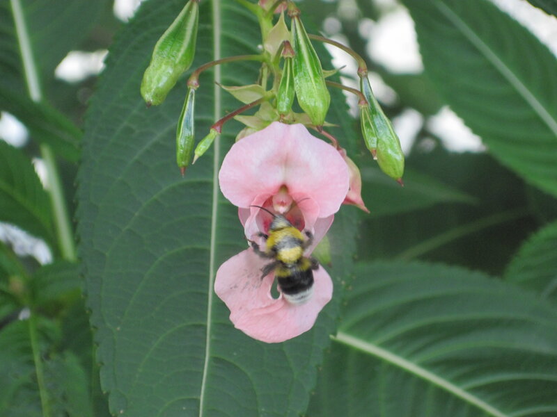 Bee on Pink Flower — Calm, Summer, Photograph, Leaf