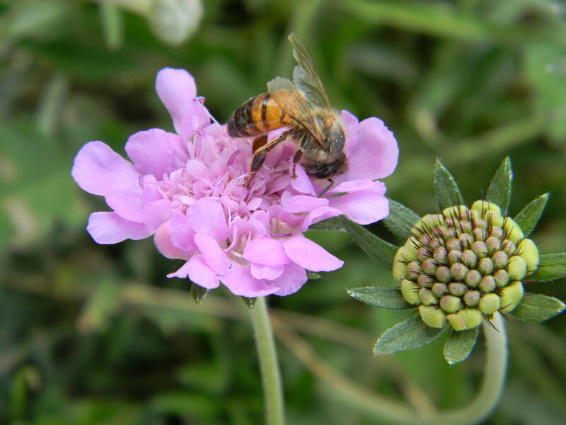 Bee on Pink Flower — Calm, Summer, Photograph