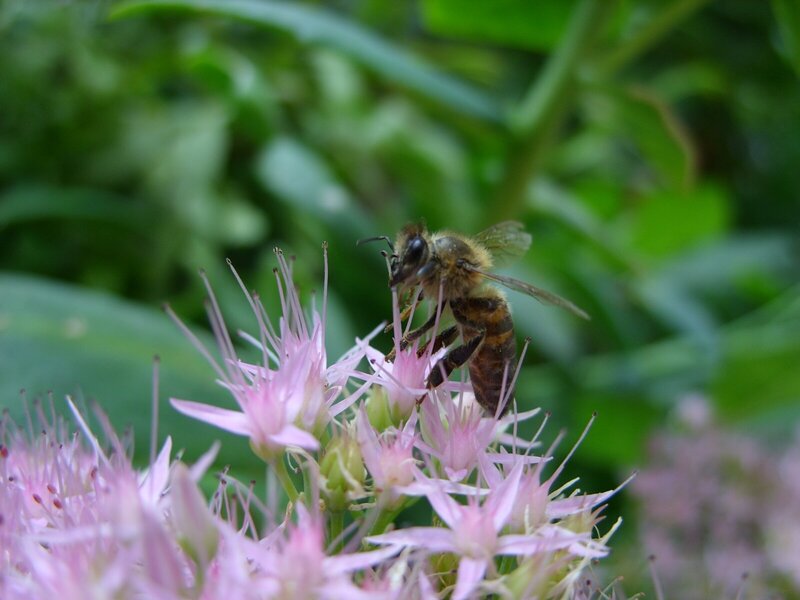 Bee on Pink Flower — Calm, Summer