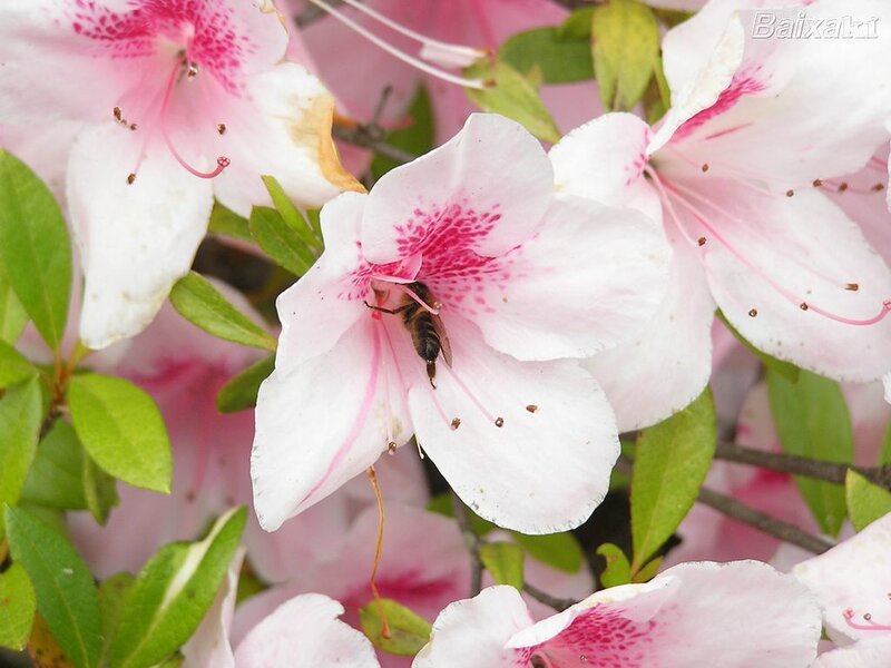 Bee on Pink Flower — Calm