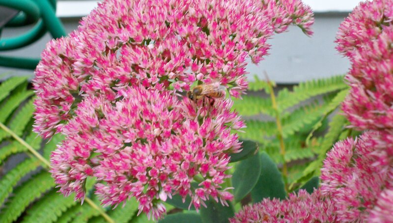 bee on pink flower cluster