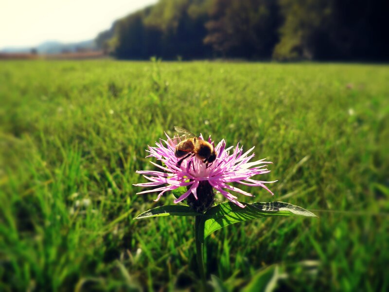 Bee on Pink Flower — Green, Serene