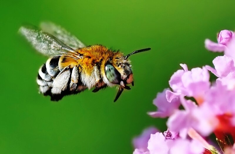 Bee on Pink Flower — Green