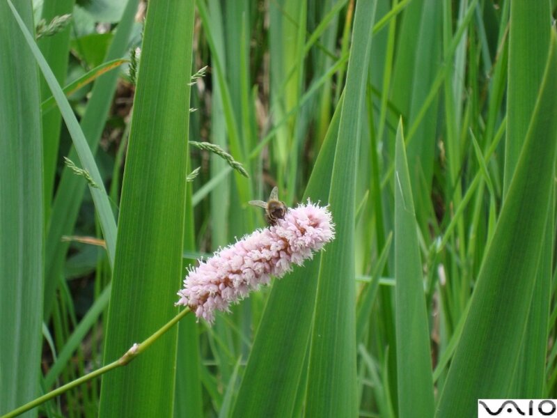 bee on pink flower in grass
