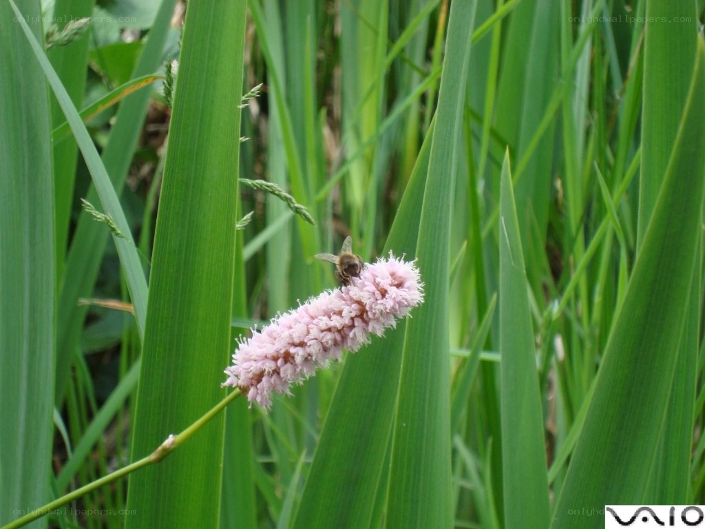 bee on pink flower in grass