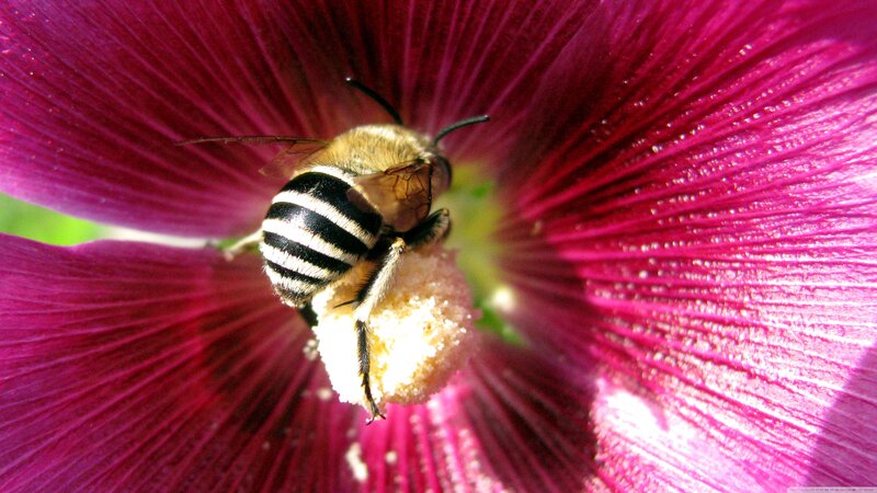 Bee on Pink Flower — Magenta, Natural