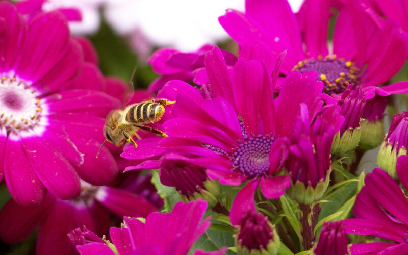Bee on Pink Flower — Magenta