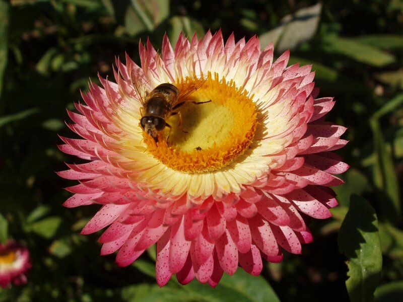 Bee on Pink Flower — Natural, Afternoon, Photograph, Leaf