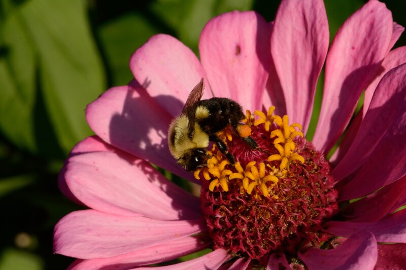 Bee on Pink Flower — Natural, Afternoon, Photograph, Petals