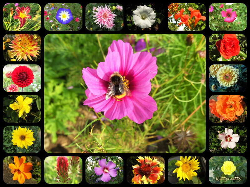 Bee on Pink Flower — Natural, Afternoon