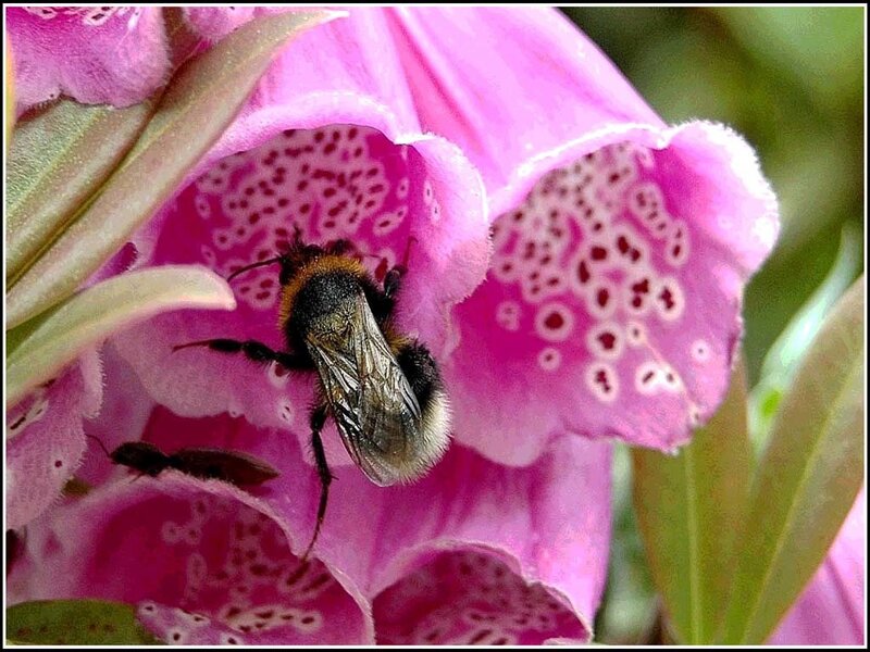 Bee on Pink Flower — Natural, Spring, Photograph